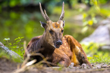 Visayan spotted deer, Rusa alfredi