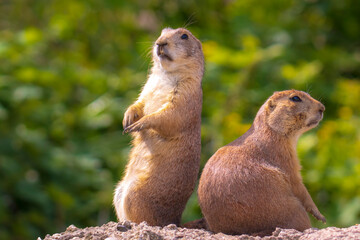 Black-tailed prairie dog Cynomys ludovicianus eating vegtables