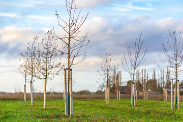 Planting young trees to grow a new forest