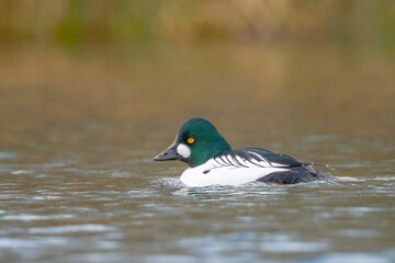 Obraz premium Closeup of a common goldeneye male Bucephala clangula waterfowl