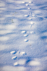 Animal footprints in snow, cold winter hunting concept