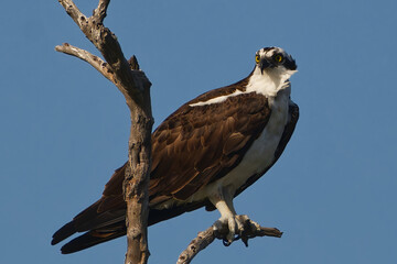 Osprey perched on a branch
