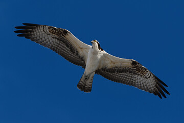 Osprey wings outstretched in flight