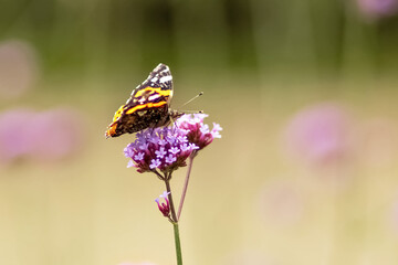 Butterfly close-up on a purple flower. Insects in the wild. Natural background