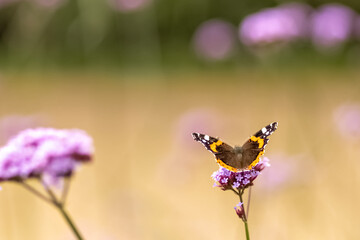 Butterfly close-up on a purple flower. Insects in the wild. Natural background