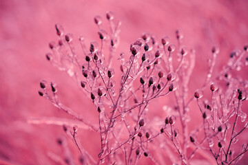 Icy grass in winter. Winter field after freezing rain. Colorful Nature background in trendy Pacific pink color