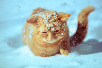 Ginger British shorthair kitten walks in the snow during a snowfall