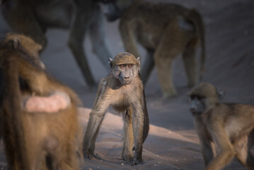 youngster in a group of baboons, photo taken in Chobe, Botswana