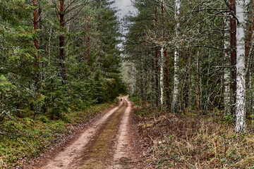 Fototapeta premium Dirt road in the northern mixed forest on cloudy day. Country fall landscape