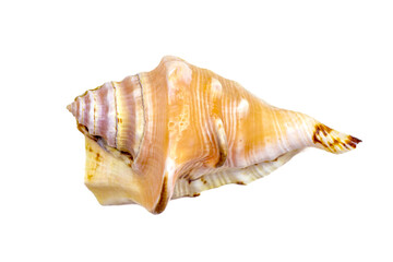 Top view of bright yellow seashell from the ocean isolated on white background close up.