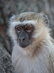 close up of a vervet monkey