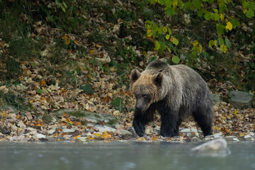 Naklejka na ściany i meble Brown Bear (Ursus arctos). The Bieszczady Mountains, Carpathians, Poland.