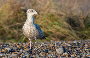 Young European herring gull portrait (Larus argentatus), North Norfolk Coast