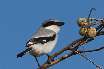 Loggerhead Shrike perched on a branch