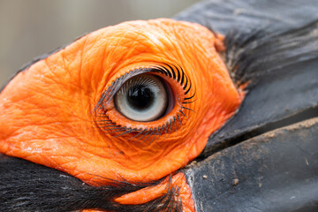 Bucorvus leadbeateri. Eye of the Southern Ground Hornbill