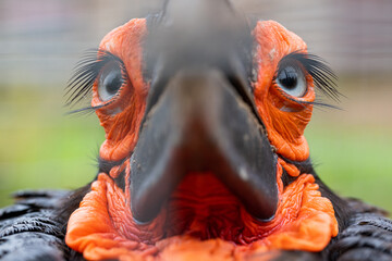 Bucorvus leadbeateri. Eye of the Southern Ground Hornbill © Provokator