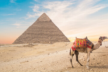 Camel against the background of the pyramids of the pharaohs Cheops, Khafren and Mikerin in Giza, Egypt