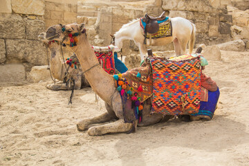 Camel against the background of the pyramids of the pharaohs Cheops, Khafren and Mikerin in Giza,...