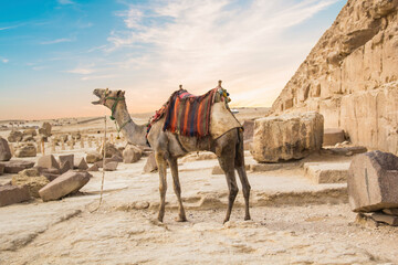 Camel against the background of the pyramids of the pharaohs Cheops, Khafren and Mikerin in Giza, Egypt
