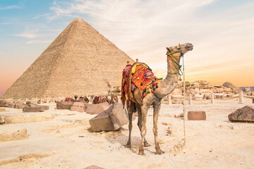 Camel against the background of the pyramids of the pharaohs Cheops, Khafren and Mikerin in Giza, Egypt