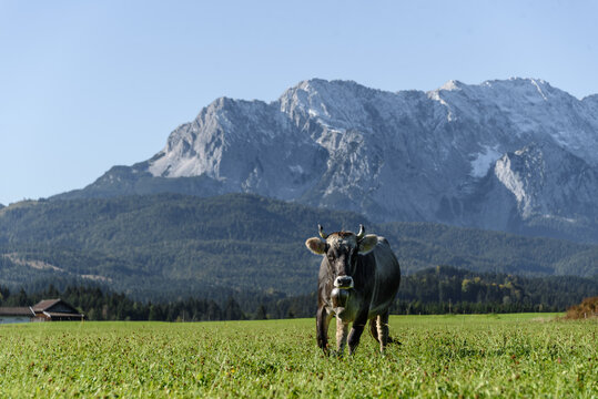 Alpenkuh mit Glocke vor bezauberndem Bergpanorama / Alpenkulisse