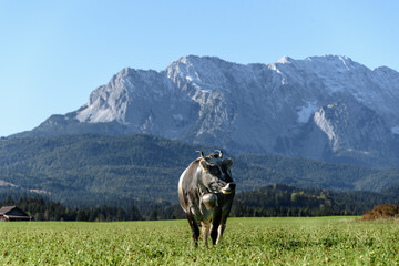Fototapeta premium Milchkuh auf einer bayerischen Bergwiese bei Mittenwald/Krün