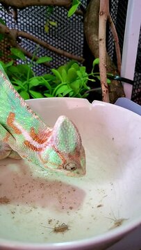 Chameleon reptile eating cricket with her tongue in enclosure.Exotic pet conceptual.