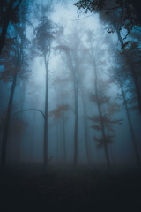 Fototapeta premium Dense fog in dark forest at autumn. Beautiful landscape of nature. Blue light coming through the trees. High quality photo