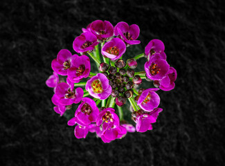 Delicate flower on a black background. Macro shoot.