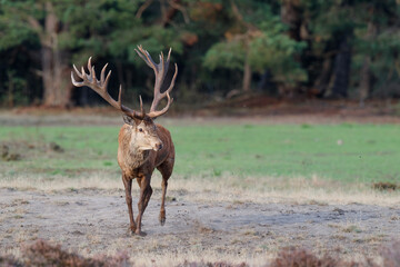 Red deer (Cervus elaphus) stag showing dominant behaviour in the rutting season on a heath field in the forest of National Park Hoge Veluwe in the Netherlands