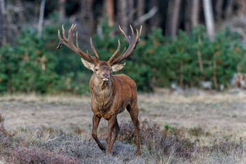 Red deer (Cervus elaphus) stag showing dominant behaviour in the rutting season on a heath field in the forest of National Park Hoge Veluwe in the Netherlands