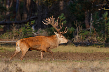 Red deer (Cervus elaphus) stag showing dominant behaviour in the rutting season on a heath field in the forest of National Park Hoge Veluwe in the Netherlands