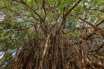 Old ancient Banyan tree with long roots that start at the top of the branches to the ground, India