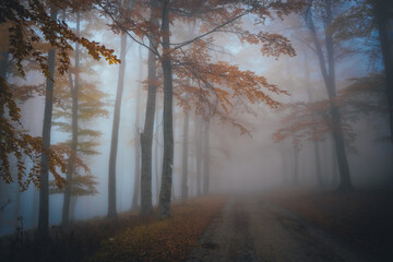 Fototapeta na wymiar Dense fog in dark forest at autumn. Beautiful landscape of nature. Light coming through the trees. High quality photo
