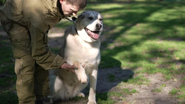 Front view Alabai sitting on sunny meadow with man training command touching paw in slow motion. Portrait of lazy dog in sunshine with professional Caucasian male trainer in park