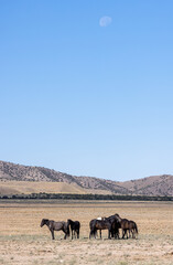 Wild Horses in Summer in the Utah Desert