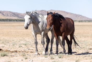 Obraz premium Wild Horses in Summer in the Utah Desert