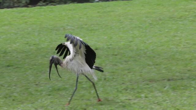Jabiru bird (Mycteria americana) walking through the grass with its wings spread. The world's most ugly bird. "Cabe&ccedil;a s&ecirc;ca "