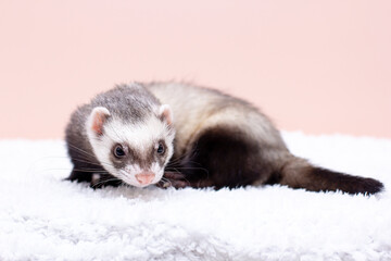 Close-up of a Ferret puppy on background.