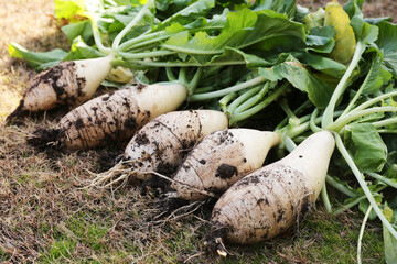 Newly harvested fresh Diakons with dirt and leaves on