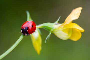Ladybug on a yellow flower