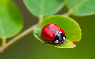 Ladybird on spring leaf in the garden