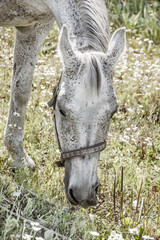 Fototapeta na wymiar Portrait of an beautiful gray horse.