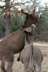 Fototapeta premium Pair of miniature donkeys playing in winter field of farm closeup.