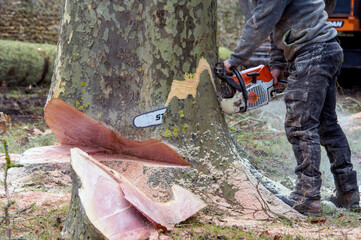 Obraz premium abatage d'arbre