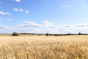 Wheat field and blue sky. Ripe yellow golden ears of barley or rye close-up. Agricultural business and harvest dumping concept. Beautiful Rural landscape. Countryside background 