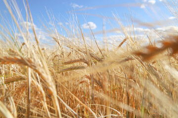 Wheat field and blue sky. Ripe yellow golden ears of barley or rye close-up. Agricultural business and harvest dumping concept. Rural landscape. Countryside background 