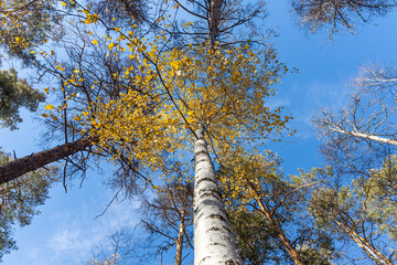 Fototapeta premium Group of white birches with yellow fall leaves and green pine trees are on a blue sky background in a park in autumn