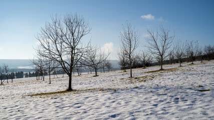 Trees on a snowy field