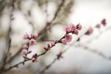 A peach branch with pink buds and blooming flowers. Selective focus. Copy space.